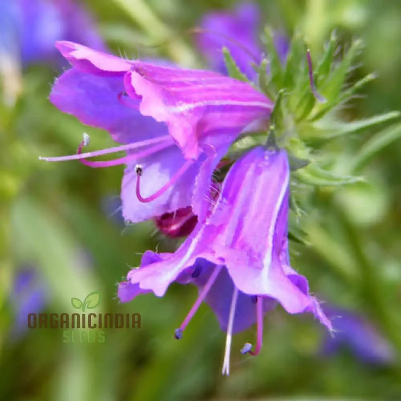 Echium Seeds (Echium Plantagineum Seeds) - Striking and Hardy Blooms for Gardens
