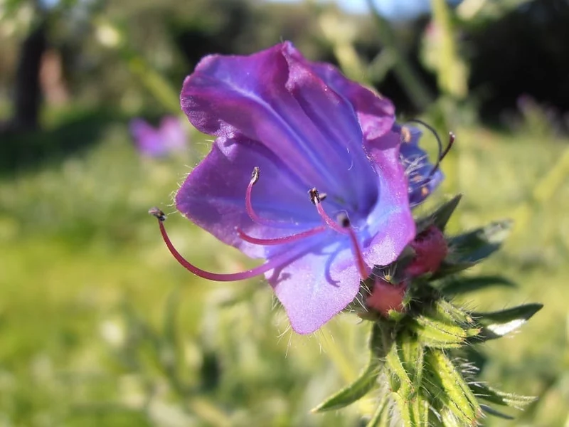 Echium Seeds (Echium Plantagineum Seeds) - Striking and Hardy Blooms for Gardens