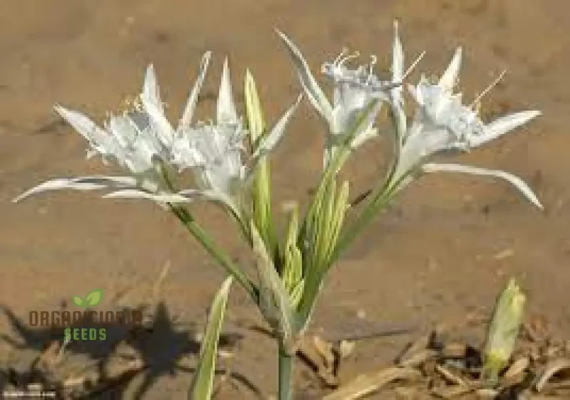 Pancratium Maritimum Seeds (Sea Daffodil Seeds) - Rare Mediterranean Blooms for Gardens