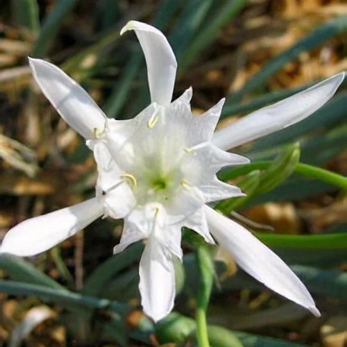 Pancratium Maritimum Seeds (Sea Daffodil Seeds) - Rare Mediterranean Blooms for Gardens