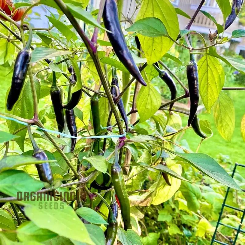 PEPPER BLACK FANGS Seeds for Your Gardening Adventures | Buy Organic Seeds