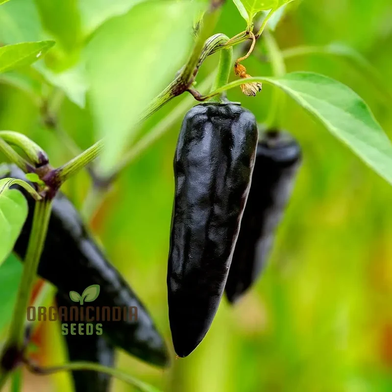 PEPPER BLACK FANGS Seeds for Your Gardening Adventures | Buy Organic Seeds