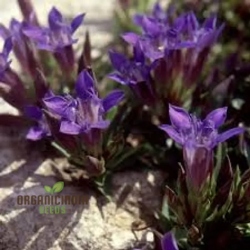 Gentiana Grossheimii Alpine Seeds - Exotic Blue Flowers for Mountain Gardens - Hardy Perennial Seed Packet