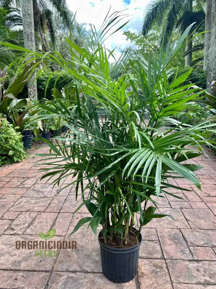 Chamaedorea Seifrizii Seeds for Planting, Premium Quality Seeds for Indoor Gardening