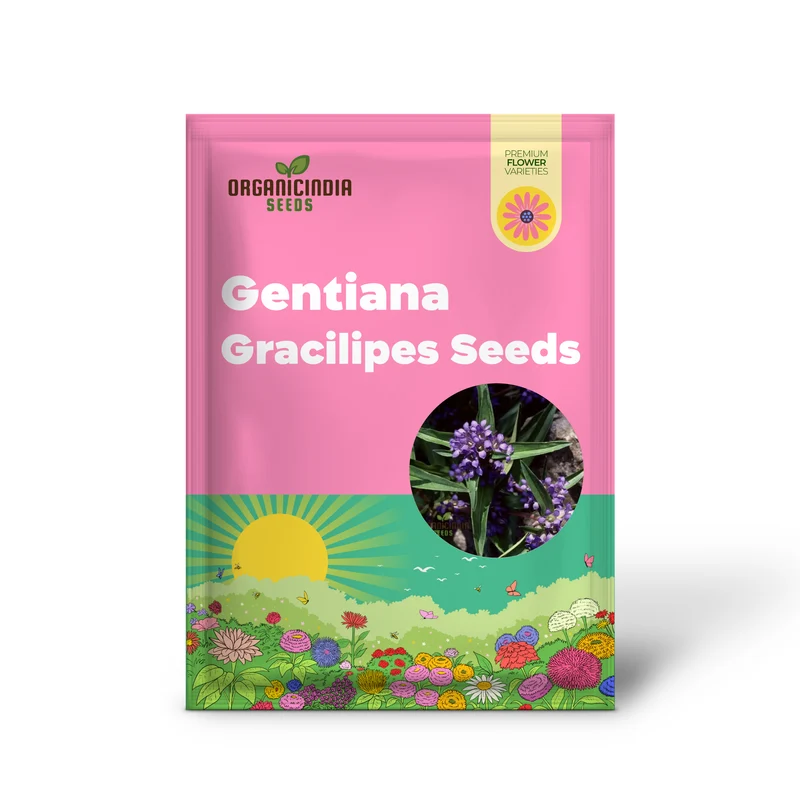 Gentiana Gracilipes Seeds Alpine for Garden Enthusiasts | Hardy Perennial with Blue Trumpet-Shaped Blooms