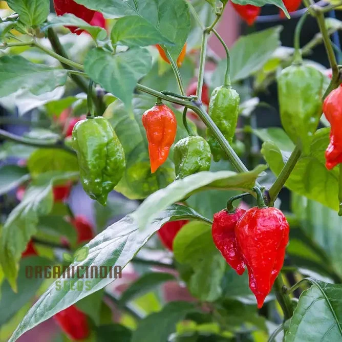 PEPPER BHUT JOLOKIA Seeds for Planting, Your Garden | Buy Seeds Online