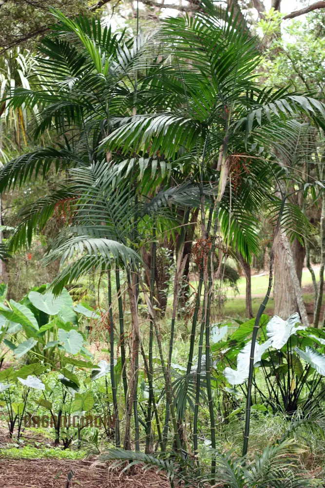 Chamaedorea Costaricana Seeds for Planting, Premium Quality Seeds for Exquisite Indoor Garden