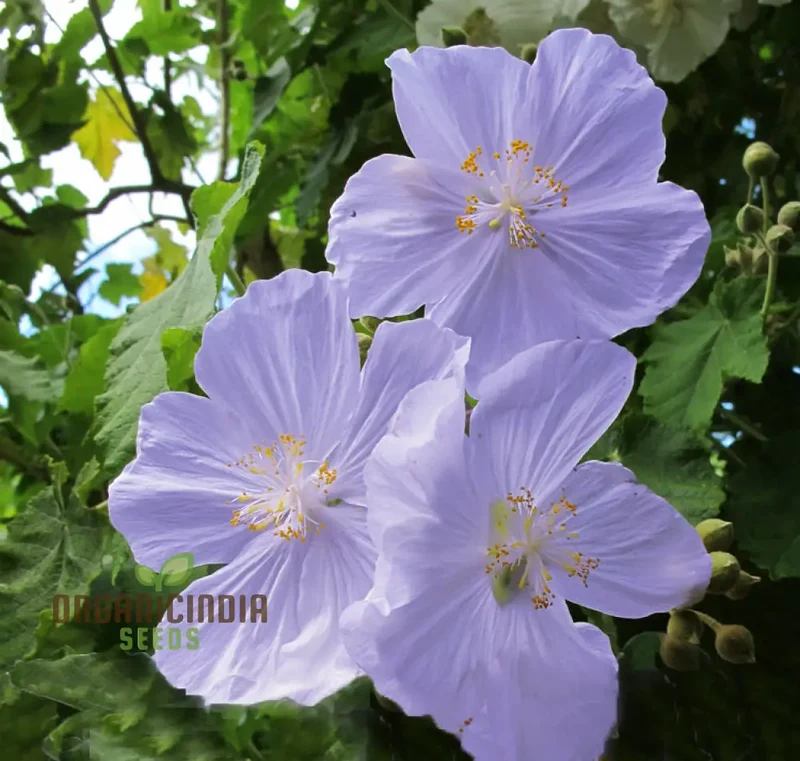 Chalk Blues Abutilon Vitifolium Seeds, Add Graceful Elegance to Your Garden