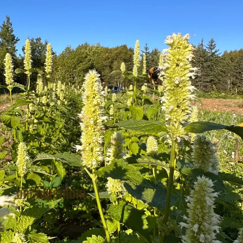 Agastache Foeniculum 'Liquorice' White Flower Seeds for Planting, Cultivate Elegant Beauty in Your Garden with Expert Planting and Gardening