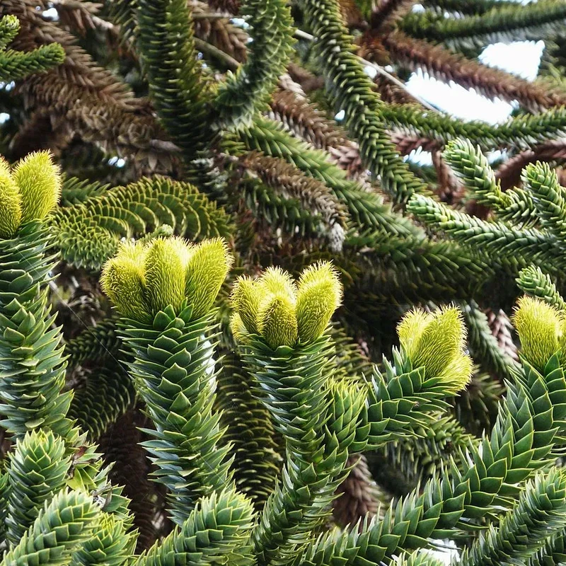 Araucaria Araucana Seeds For Planting Your Guide to Cultivating and Caring for the Iconic Monkey Puzzle Tree in Your Garden