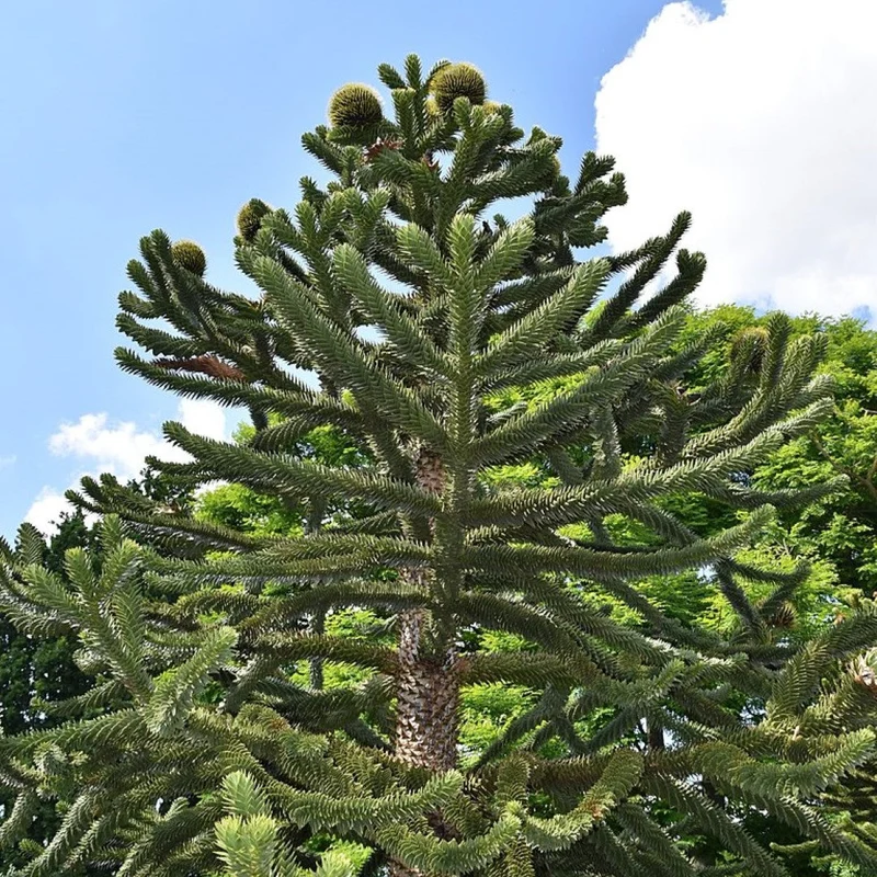 Araucaria Araucana Seeds For Planting Your Guide to Cultivating and Caring for the Iconic Monkey Puzzle Tree in Your Garden