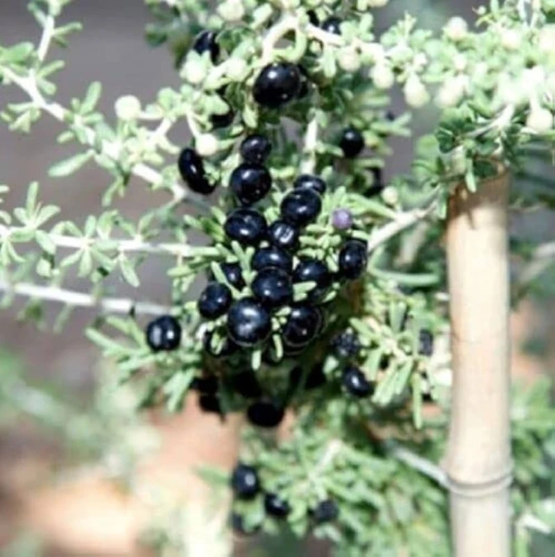 GOJI BERRY BIG BLACK Seeds for Planting - Premium Gardening Seeds for a Bountiful Harvest
