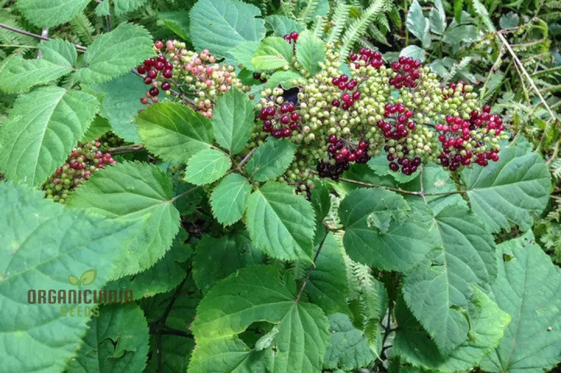 Aralia Racemosa Seeds for Planting:Enhance Your Garden with Exquisite American Spikenard!