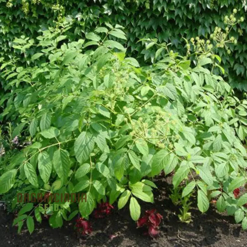 Aralia Cachemirica Seeds For Planting: Rare Botanical Marvel for Your Garden Oasis