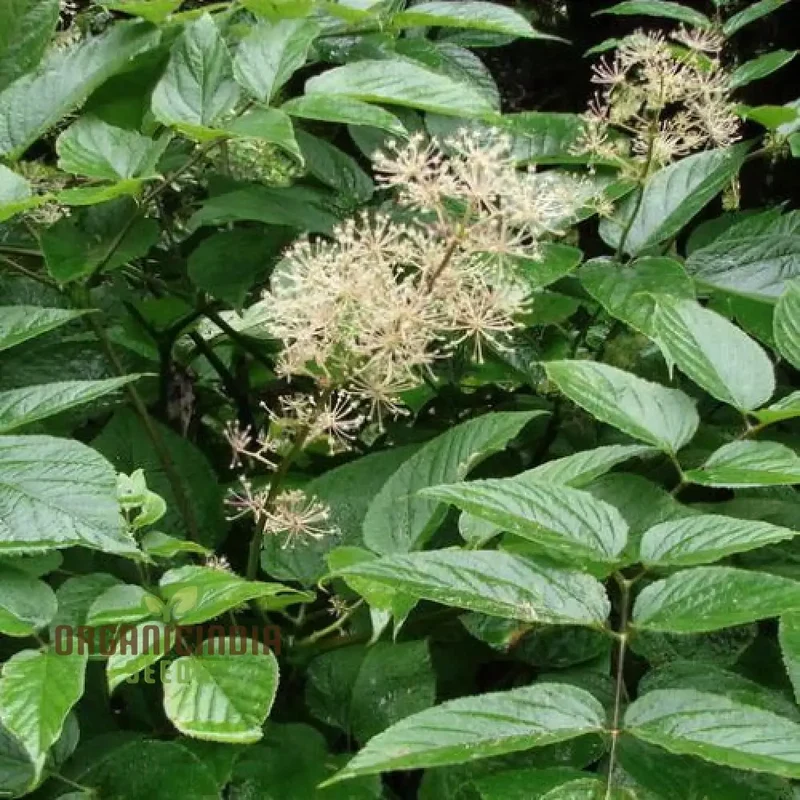 Aralia Cachemirica Seeds For Planting: Rare Botanical Marvel for Your Garden Oasis