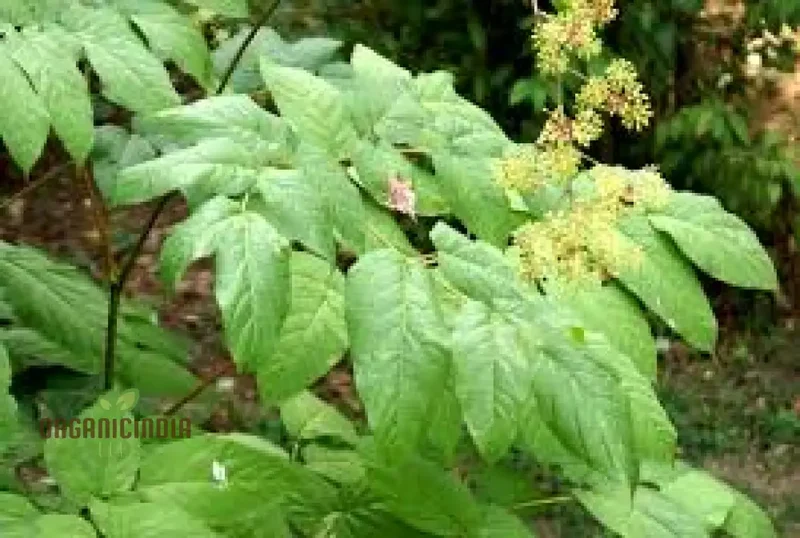Aralia Cachemirica Seeds For Planting: Rare Botanical Marvel for Your Garden Oasis