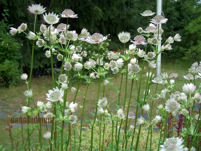 Astrantia Major Seeds For Planting: Premier Perennial for Enchanting Gardens | Shop Hardy Masterwort Plants Online"