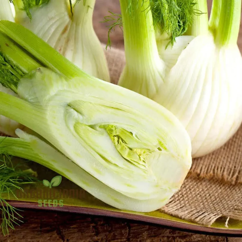 FENNEL SWEET FLORENCE Seeds for Gardening | Premium Quality for Lush, Flavorful Gardens