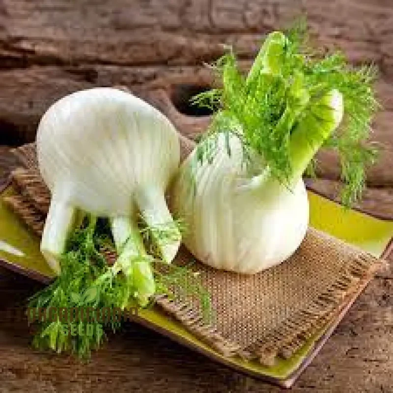 FENNEL SWEET FLORENCE Seeds for Gardening | Premium Quality for Lush, Flavorful Gardens