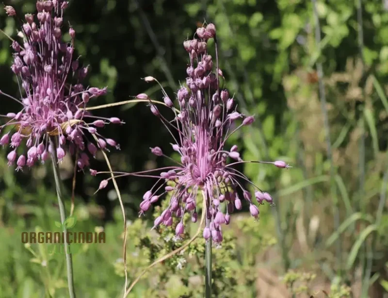 Allium carinatum subsp. pulchellum Flower Seeds, Growing Elegant Blooms with Expert Planting and Gardening