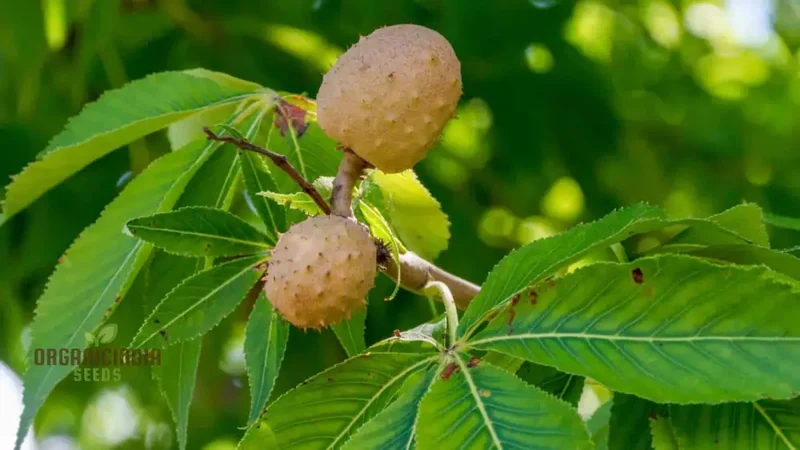 Aesculus Glabra (Buckeye) Conker Seeds - Ideal for Planting and Gardening