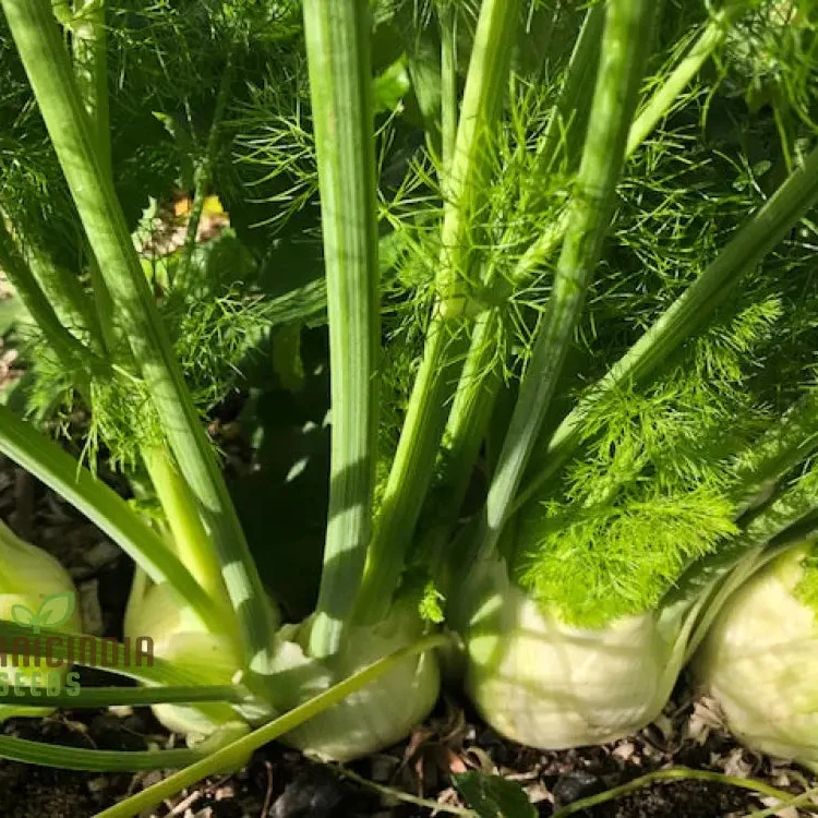 Fennel Romanesco - Premium Gardening Seeds for a Flavorful Harvest