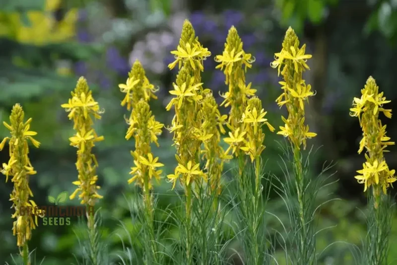 Asphodeline Lutea Seeds For Planting: The Majestic Perennial for Stunning Yellow Blooms and Lush Foliage"