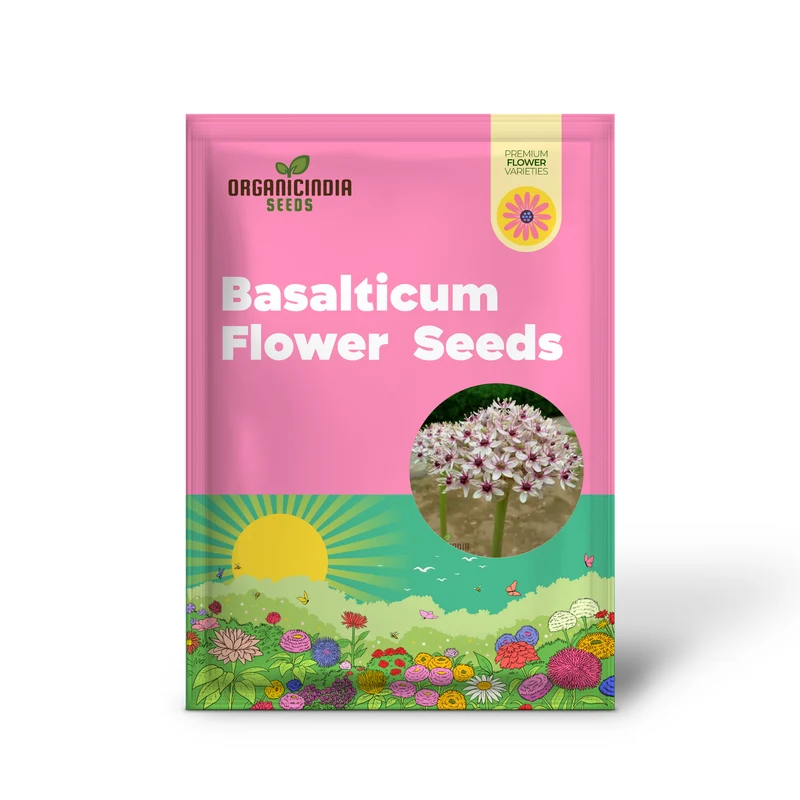 Allium basalticum 'Silver Spring' Flowering Seeds, Cultivating Striking Blooms with Expert Planting and Gardening