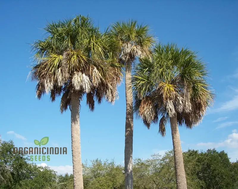 Sabal Palmetto Seeds for Gardening Enthusiasts | Premium Quality Gardening Seeds