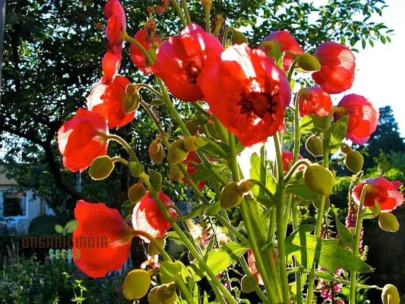 Meconopsis Napaulensis Flower Seeds for Planting, Rare and Beautiful Himalayan Blue Poppy Seeds for Gardening
