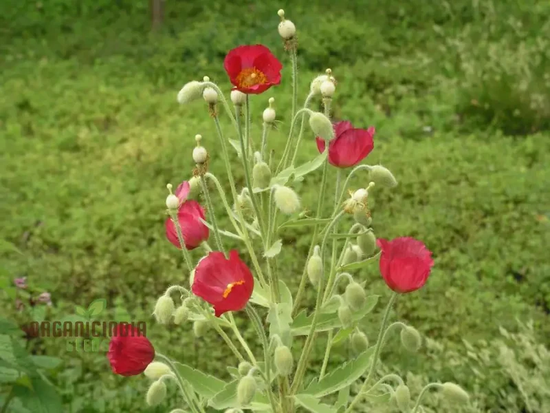 Meconopsis Napaulensis Flower Seeds for Planting, Rare and Beautiful Himalayan Blue Poppy Seeds for Gardening