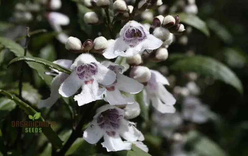 Prostanthera Lasianthos Flower Seeds For Planting, Cultivating Beautifully Fragrant Blooms for Your Garden