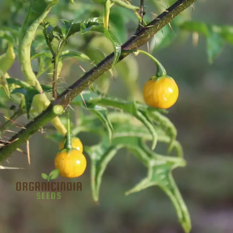 Solanum Atropurpureum Seeds - Planting Instructions Included for Purple Nightshade