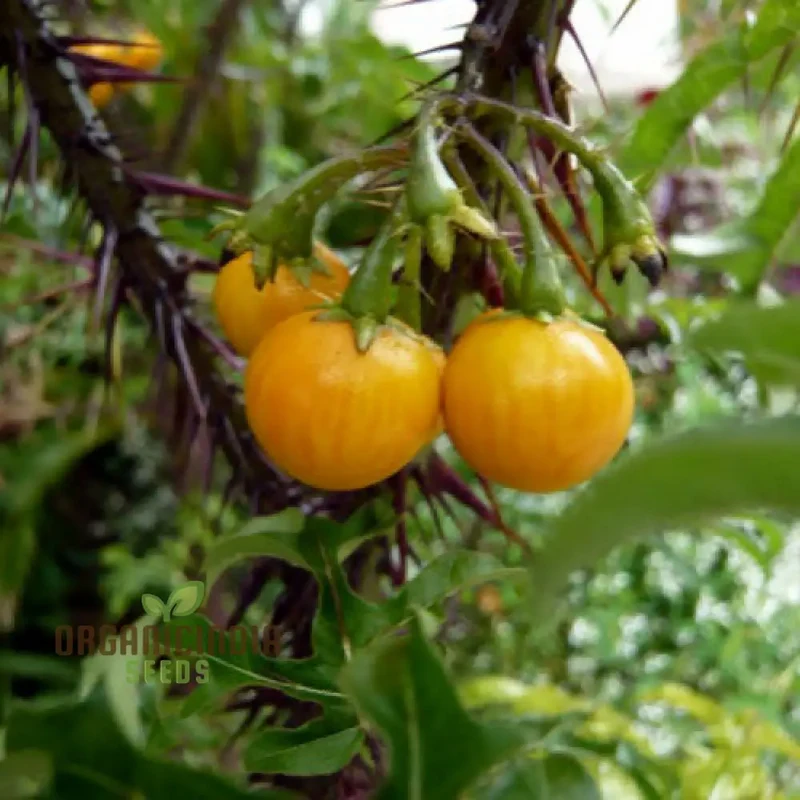 Solanum Atropurpureum Seeds - Planting Instructions Included for Purple Nightshade