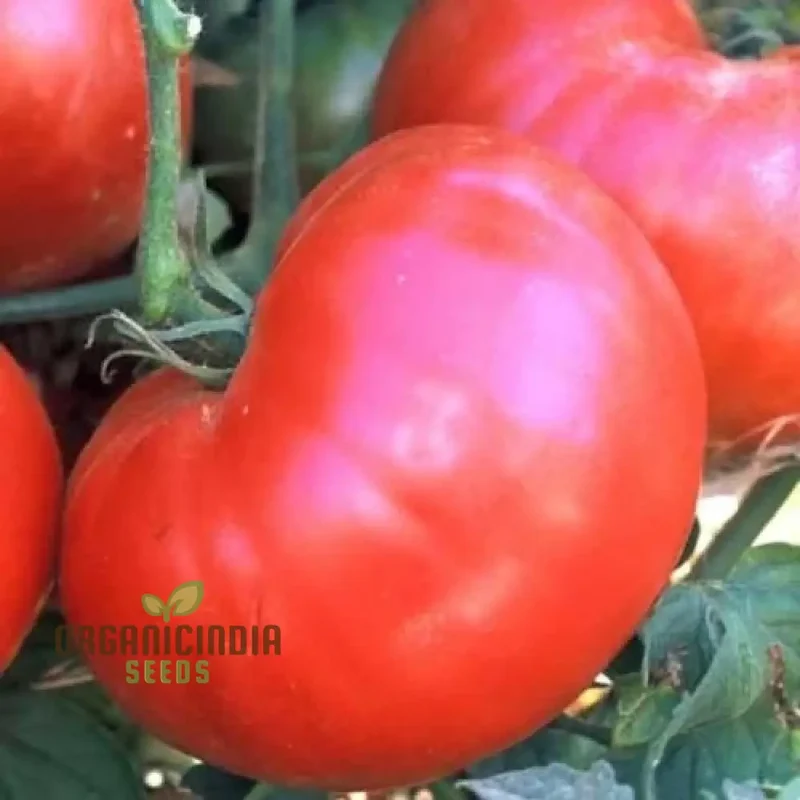 TOMATO HENDERSON'S WINSALL Seeds - Premium Quality for Expert Gardening