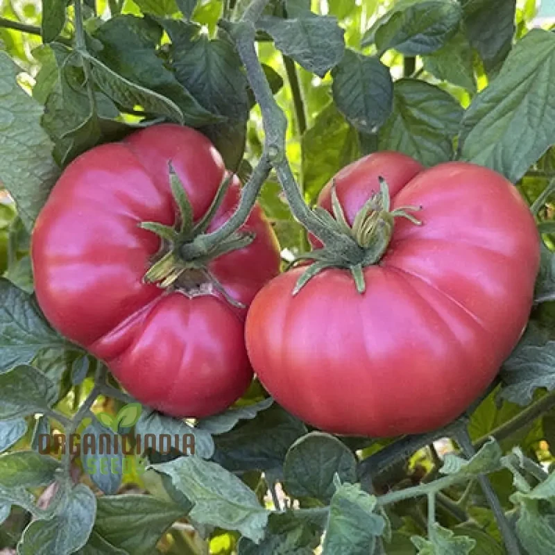 TOMATO HENDERSON'S WINSALL Seeds - Premium Quality for Expert Gardening