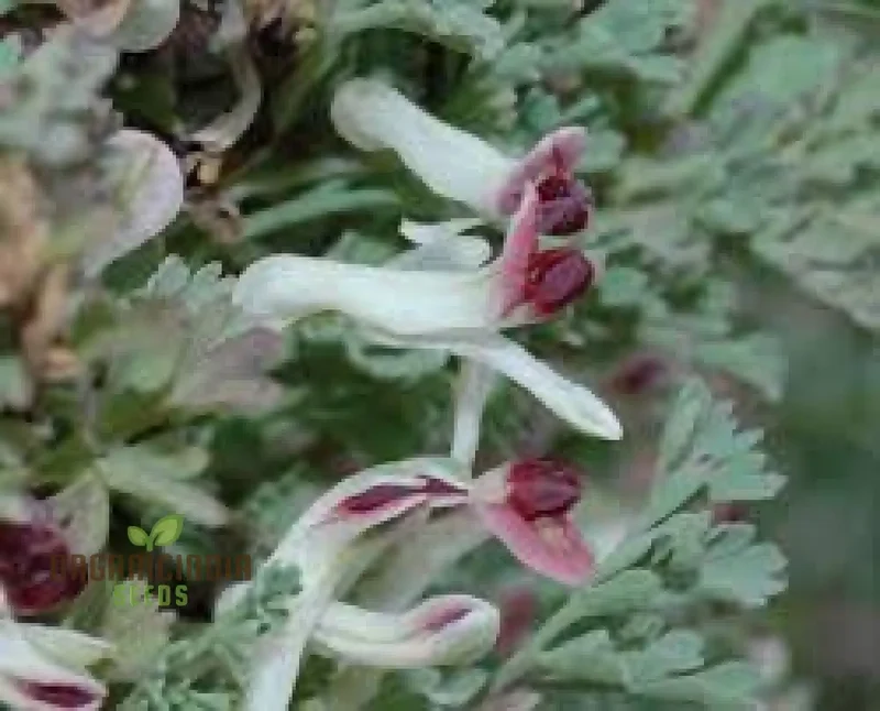 Rupicapnos Africana Seeds for Gardening Enthusiasts | Organic Flower Seeds