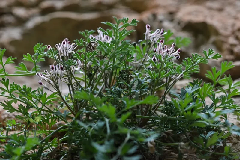 Rupicapnos Africana Seeds for Gardening Enthusiasts | Organic Flower Seeds