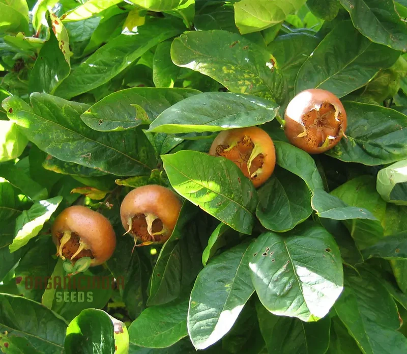 Medlar Seeds for Your Flourishing Garden: Plant & Grow with Confidence