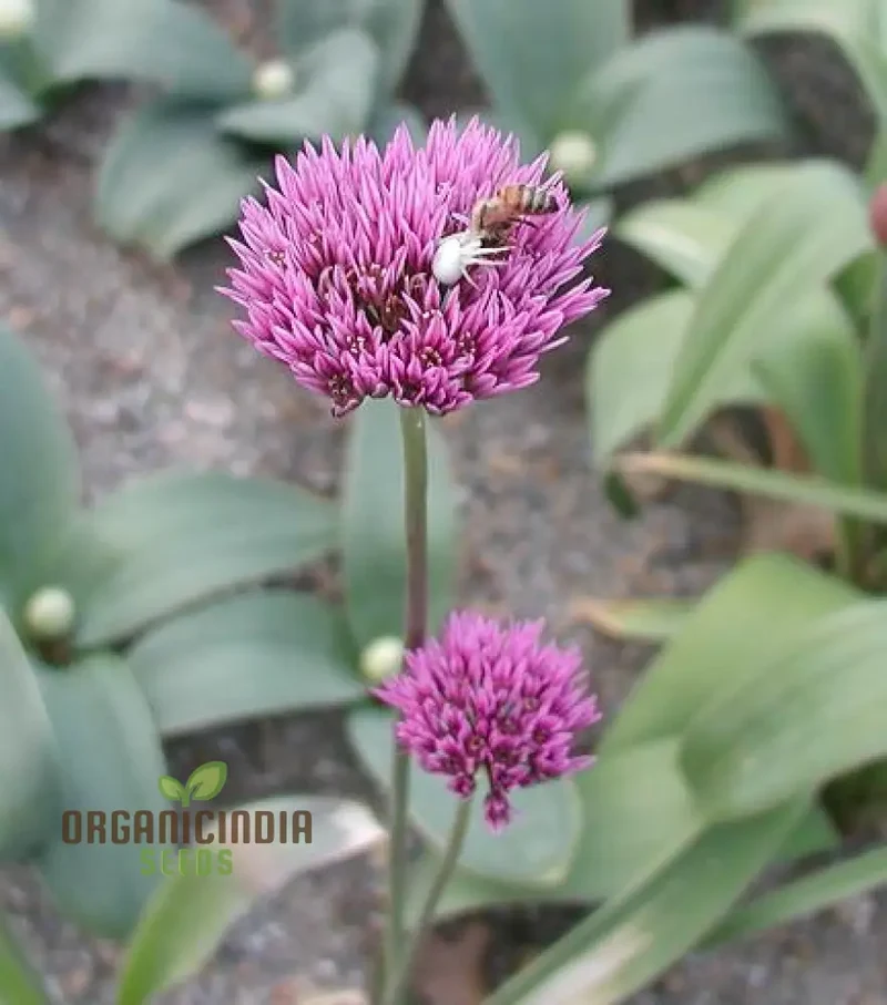 Allium Winklerianum Flower Seeds for Planting, Premium Quality Seeds for Elegant Gardens