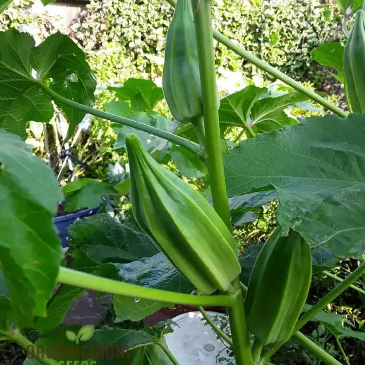 Growing Star of David Okra, Cultivating Exceptional Vegetable Seeds
