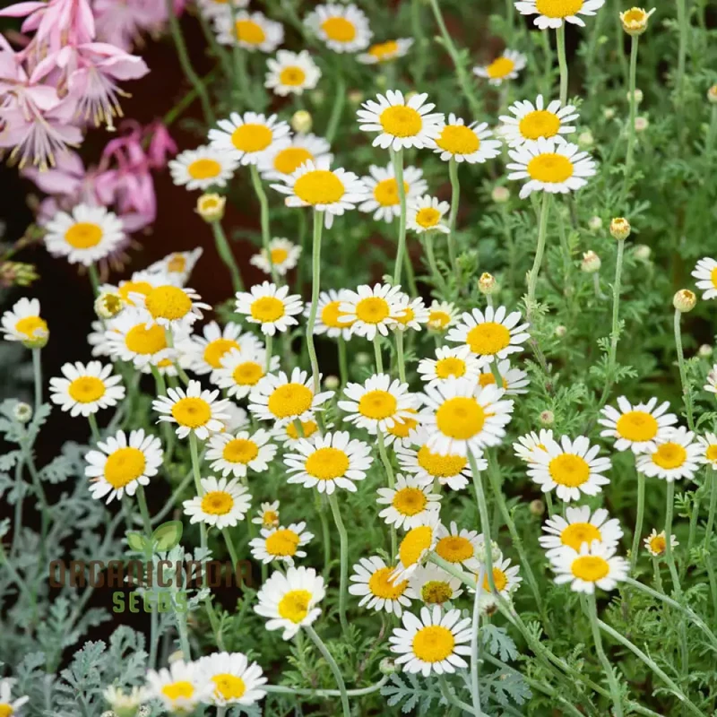 German Chamomile Seeds – Fragrant Blooms for Serene Gardens & Herbal Use