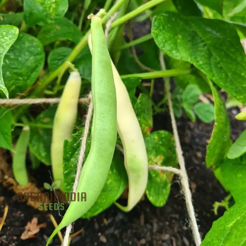 Tiger's Eye Bean Seeds For Planting: Rare Heirloom Gardening Delight with Stunning Visual Appeal