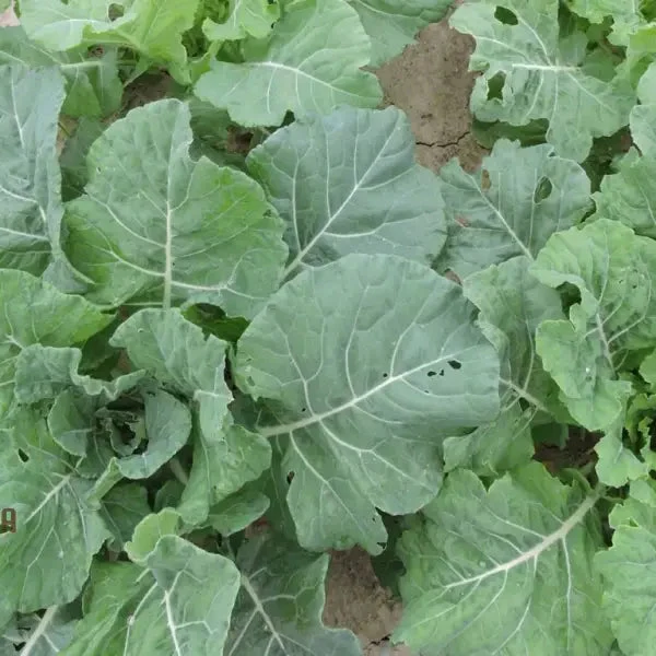 Ellen Felton Dark Vegetable Seeds, Exceptional Variety for Gardening Enthusiasts, Premium Garden Seed Collection