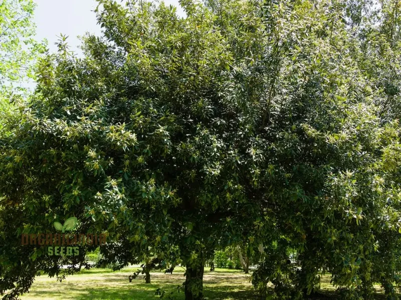 Quercus Ilex (Acorn) Tree Seeds For Planting, Growing Majestic Evergreen Oaks for Your Landscape