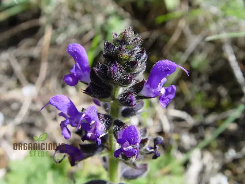 Salvia Seeds (Salvia Verbenaca Seeds) – Premium Herbaceous Perennial for Gardens
