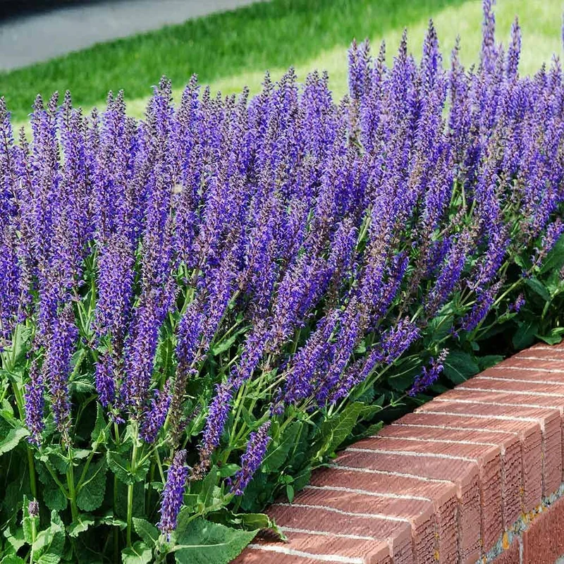 Salvia Seeds (Salvia Verbenaca Seeds) – Premium Herbaceous Perennial for Gardens