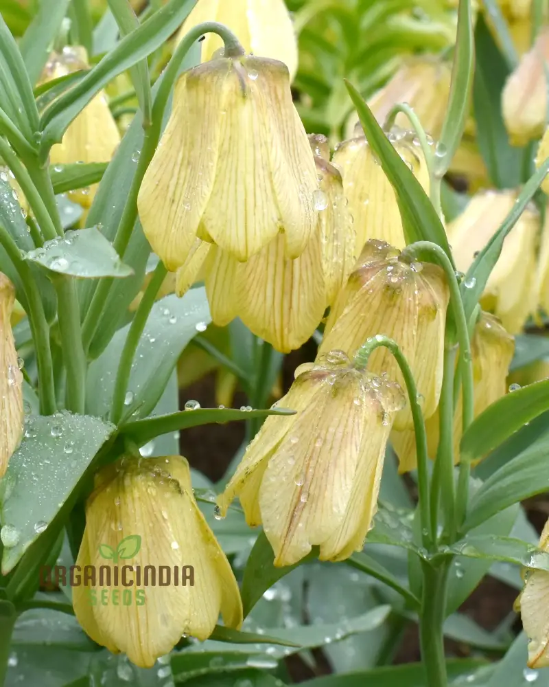 Buy Fritillaria Pallidiflora Seeds for Your Garden, Planting Made Easy