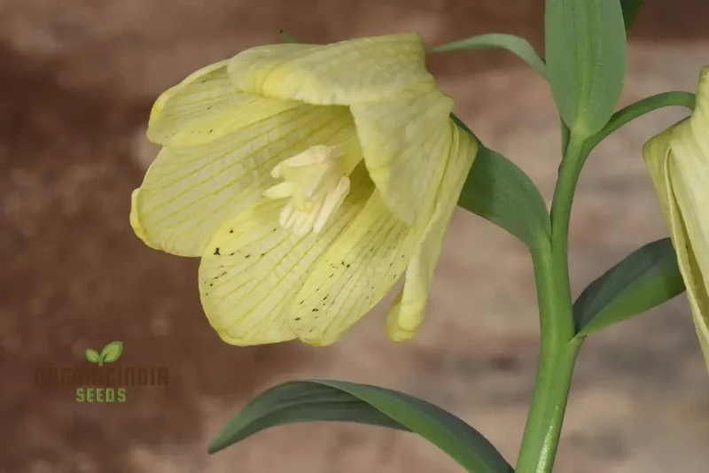 Buy Fritillaria Pallidiflora Seeds for Your Garden, Planting Made Easy