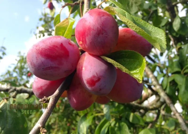 Plum Victoria Seeds – Sweet Juicy Fruit Variety for Home Garden Planting